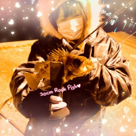 メバルくん★１０匹以上★