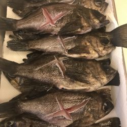 爆釣メバリング