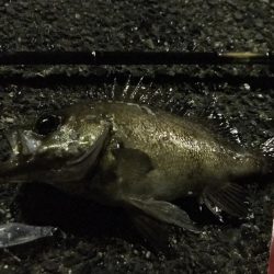 メバリング爆釣第二弾