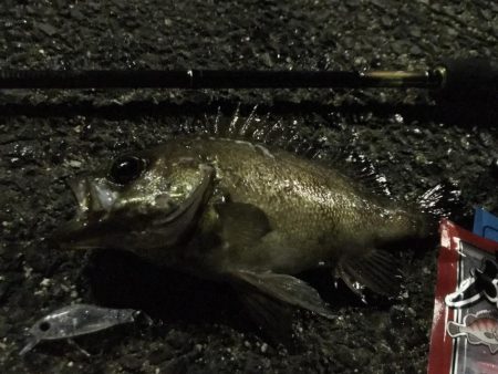 メバリング爆釣第二弾