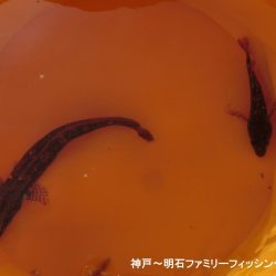 極寒落とし込み