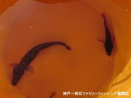 極寒落とし込み