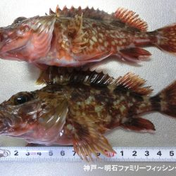 ライトゲーム日和