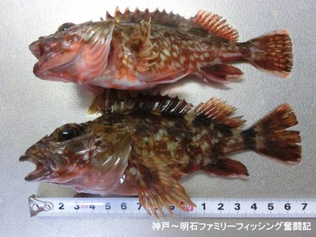 ライトゲーム日和