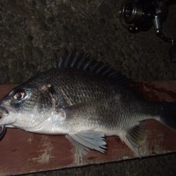 厳冬期のチニング