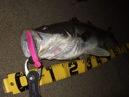 かなり戻ってきてます