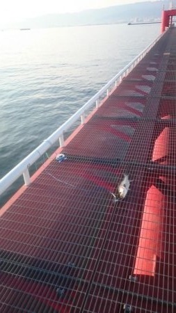 最高の釣り日和