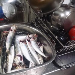 アジでもつれないかなーと