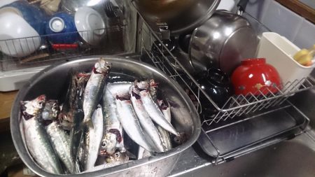 アジでもつれないかなーと