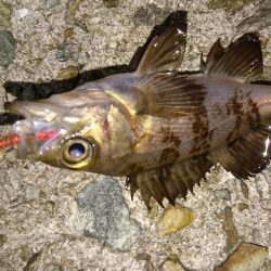 メバリング楽し～(*^^*)