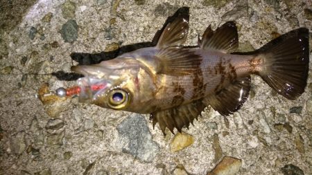 メバリング楽し～(*^^*)