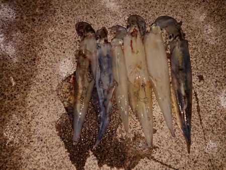 久々のヤリイカ