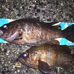 低潮位も高活性！