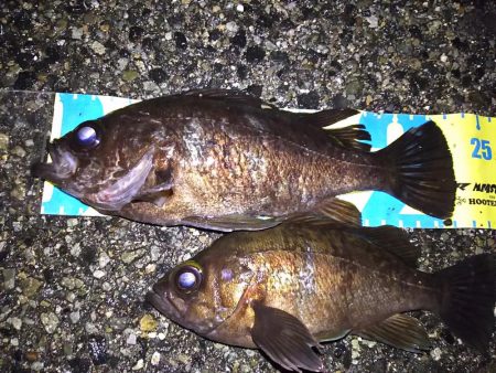 低潮位も高活性！