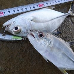 寒気が緩みトップで出ました。