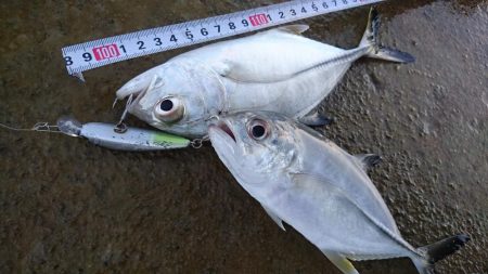 寒気が緩みトップで出ました。