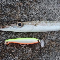 オニカマス以外は激シブ