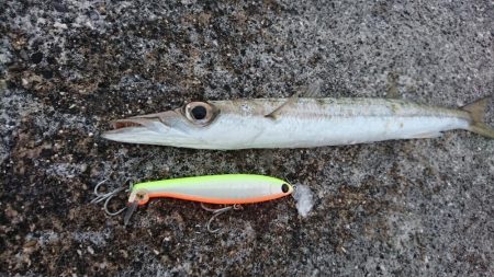 オニカマス以外は激シブ