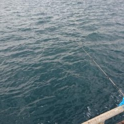 久しブリ❗逃しイワシ