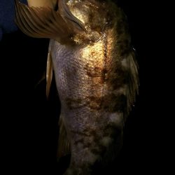 今日は、やっと。でも昨日