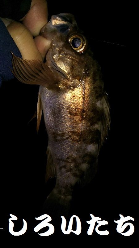 今日は、やっと。でも昨日