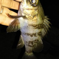 今日こそはメバル釣りたい。