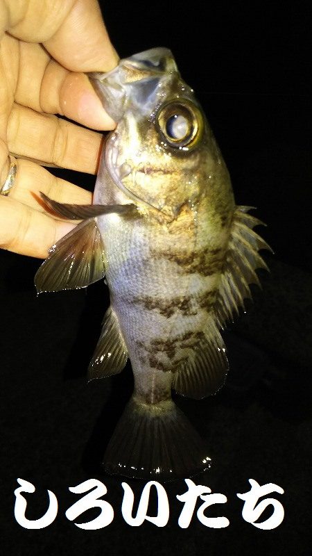 今日こそはメバル釣りたい。