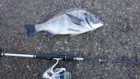 デイチニングで年無し