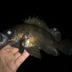 メバル好釣中♪