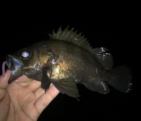 メバル好釣中♪