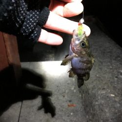 メバリング?ガシリング?