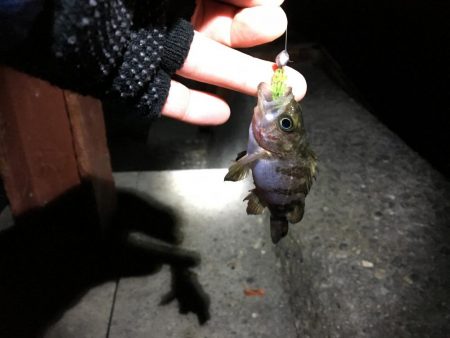 メバリング?ガシリング?