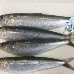 マイワシ大量です