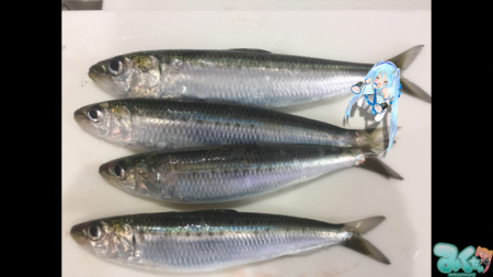 マイワシ大量です
