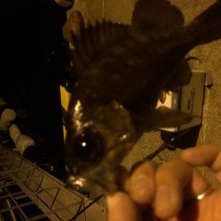 メバリング、ジグ