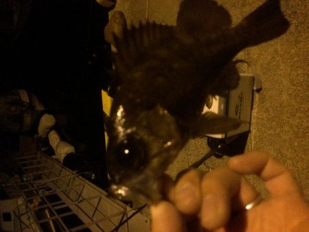 メバリング、ジグ