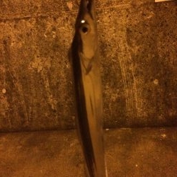 タチウオ&メバル