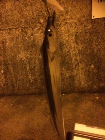 タチウオ&メバル