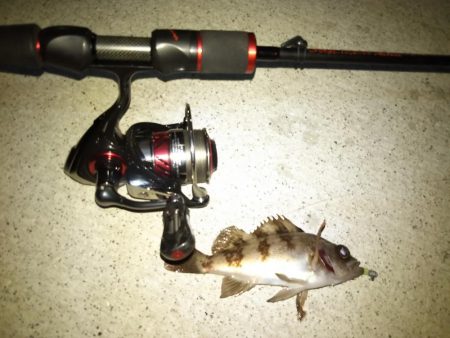 メバリング日和？な夜