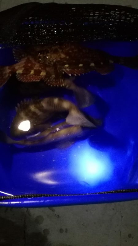 メバル上昇中!?