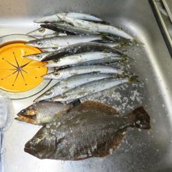 メバル狙いがカマス祭り！