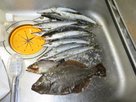 メバル狙いがカマス祭り！