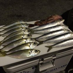 和歌山での1月アジング （冬）オススメ記事　カンパリ2017