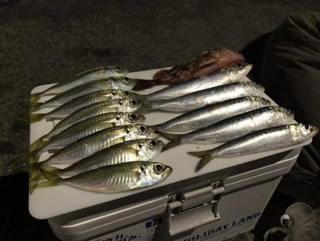 和歌山での1月アジング （冬）オススメ記事　カンパリ2017