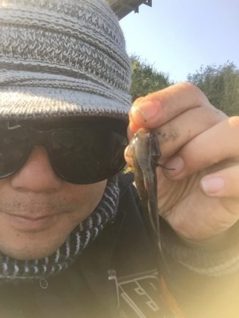 多摩川のガス橋下でチチブ爆釣。