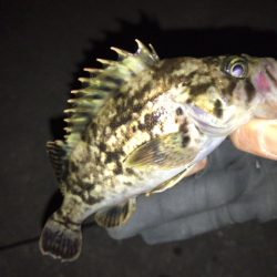 ボトムロックに癒されたメバリング