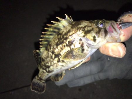 ボトムロックに癒されたメバリング