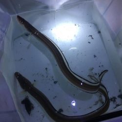 出張帰りに。。。