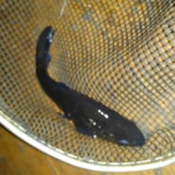 室内釣堀(フナ6匹)