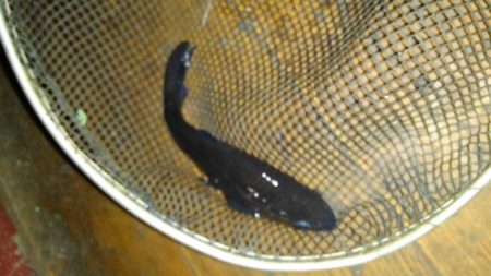 室内釣堀(フナ6匹)